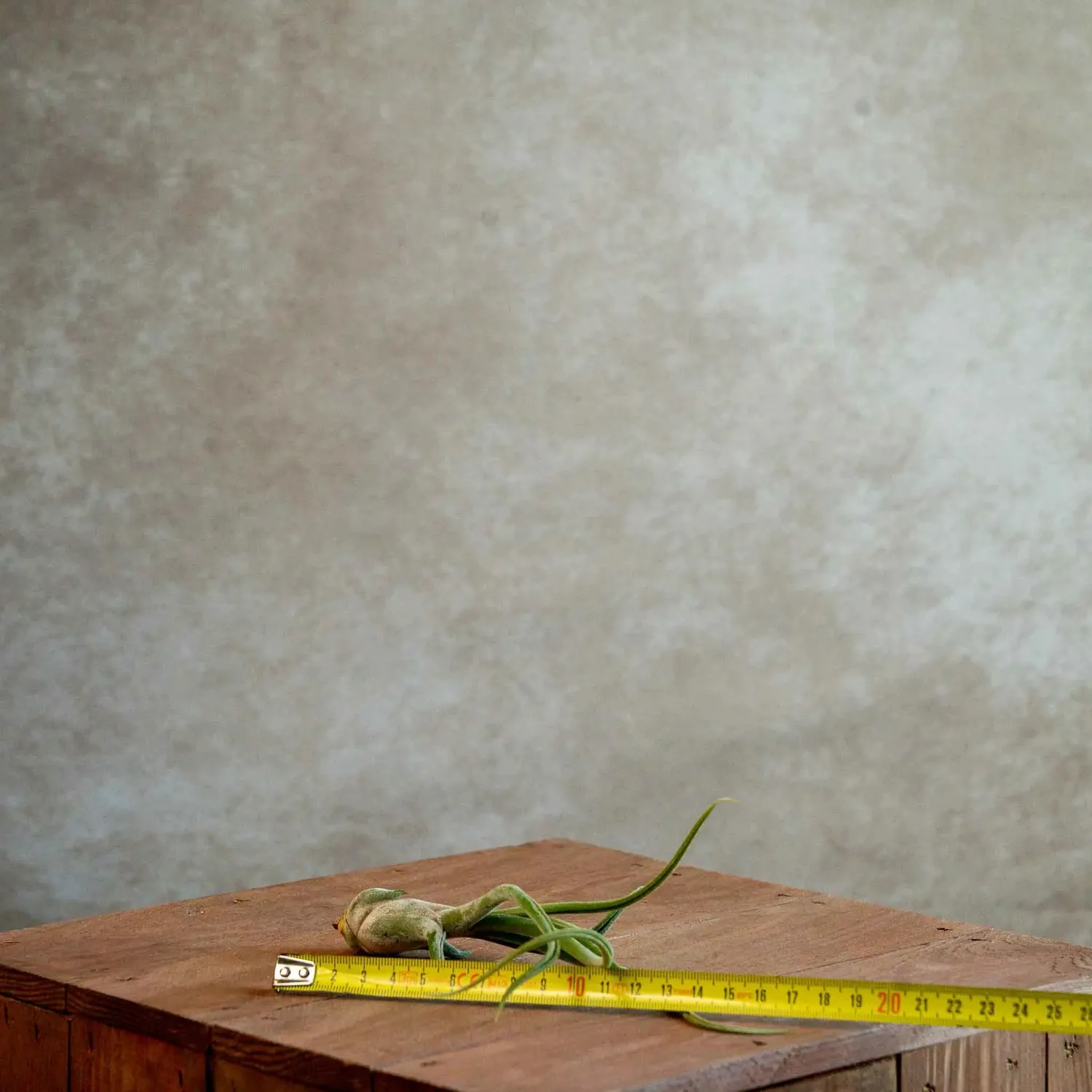 Airplantshop Tillandsia caput-medusae plante aérienne pieuvre