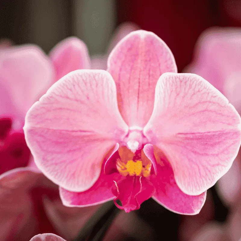 Plant and Stories Phalaenopsis Narbonne Niagara Falls orchidée pot 12 cm