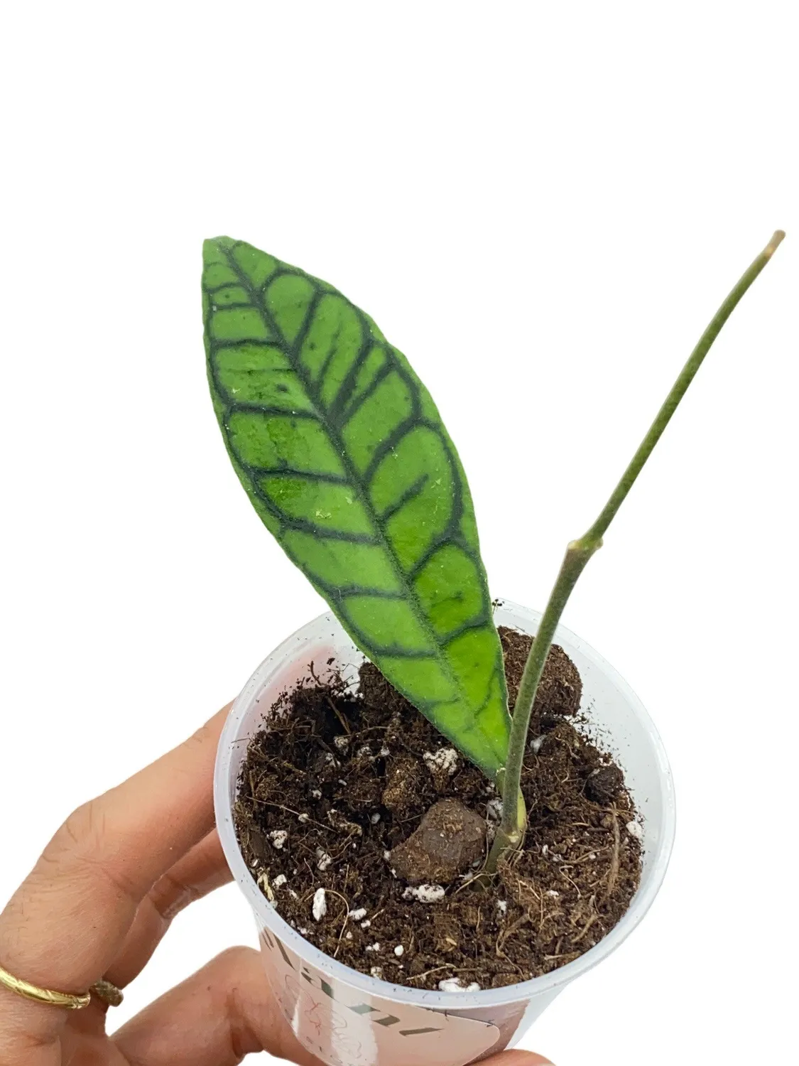 Plant and Stories Hoya Callistophylla plante pot 6 cm feuilles nervurées