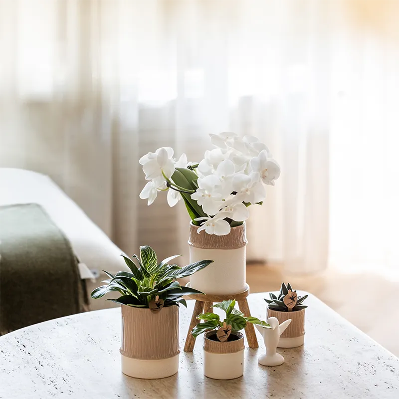Plant and Stories Phalaenopsis amabilis orchidée blanche coffret 9 cm