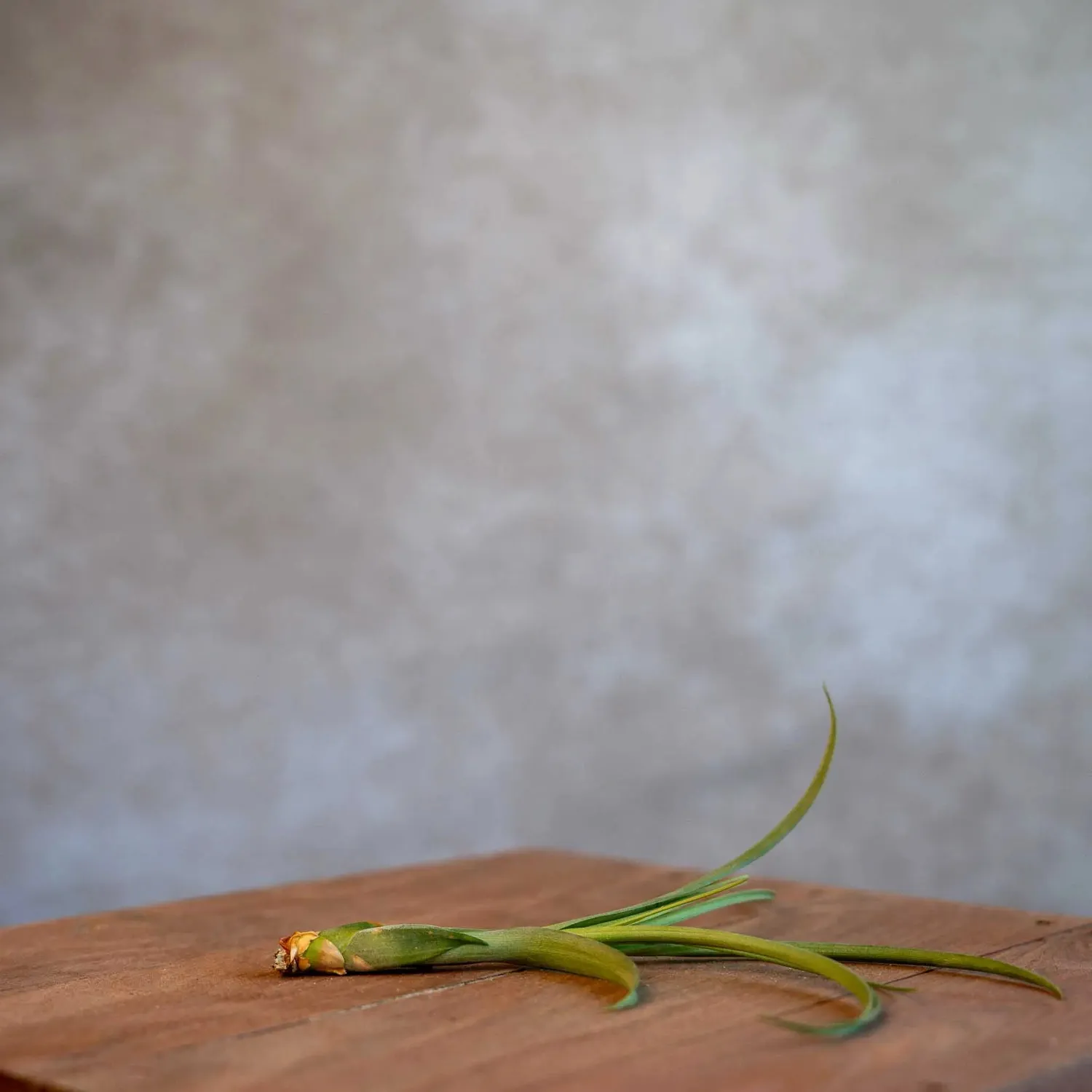 Airplantshop Tillandsia Balbisiana plante aérienne small feuilles