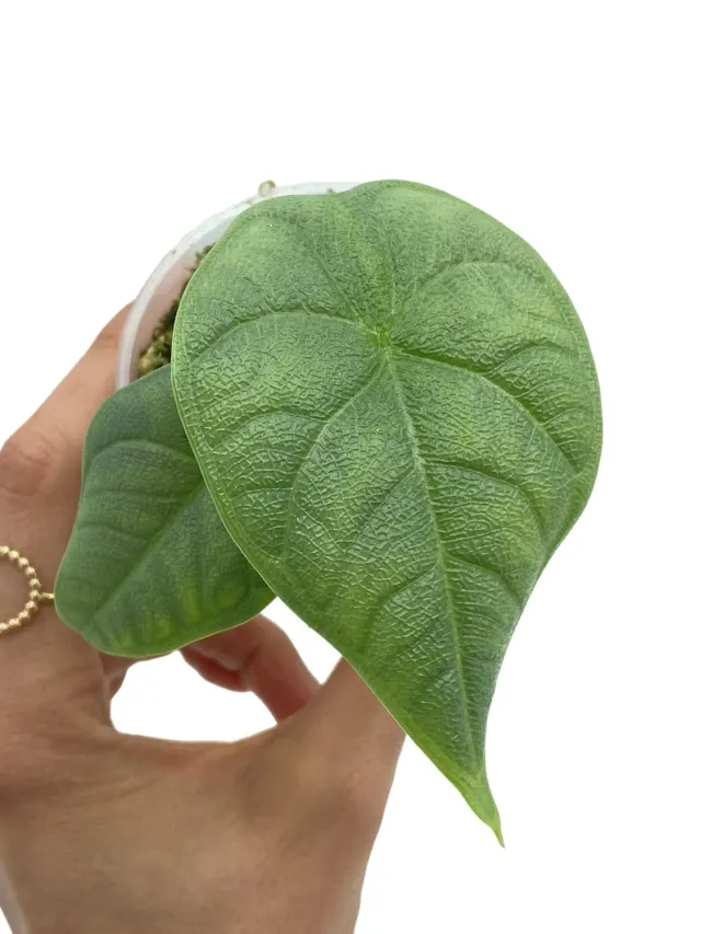 Plant and Stories Alocasia Melo plante pot 6 cm feuilles gaufrées