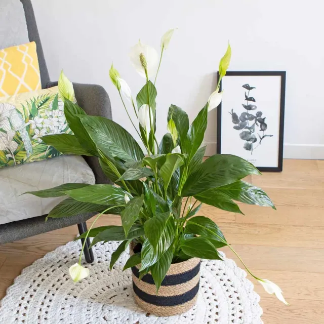 Réconciliation Végétale Jolene spathiphyllum fleur de lune plante verte