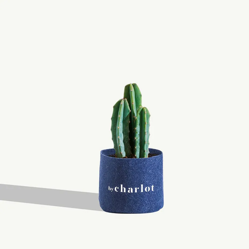 By Charlot Le Poète cactus XS Myrtillocactus 8-10 cm