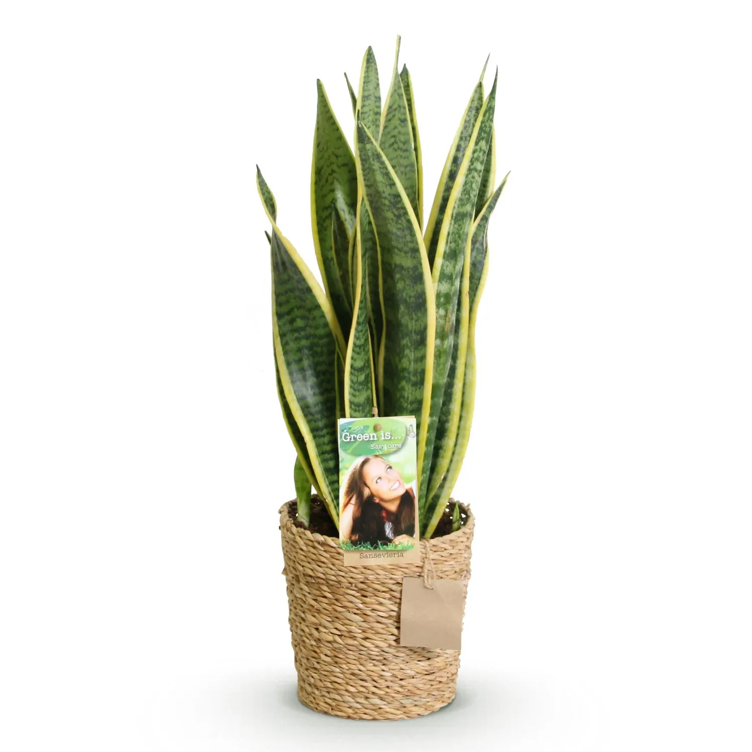 Plant and Stories Sansevieria Laurentii plante pot 17 cm bord jaune