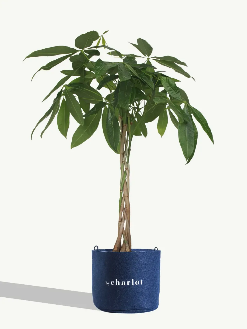 By Charlot L'Aviateur recharge plante taille L