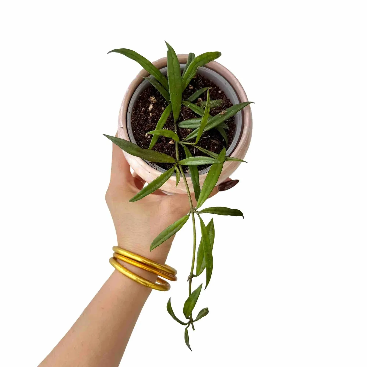 Plant and Stories Hoya Pauciflora plante intérieur pot 9 cm rare