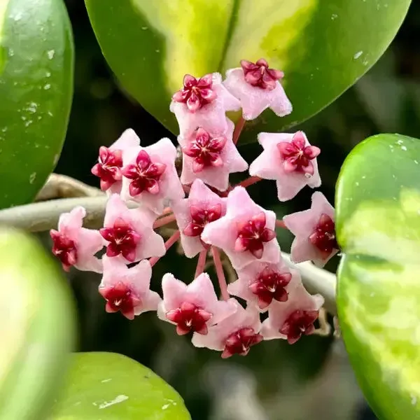 Plant and Stories Hoya Obovata Inner Variegata plante pot 8 cm