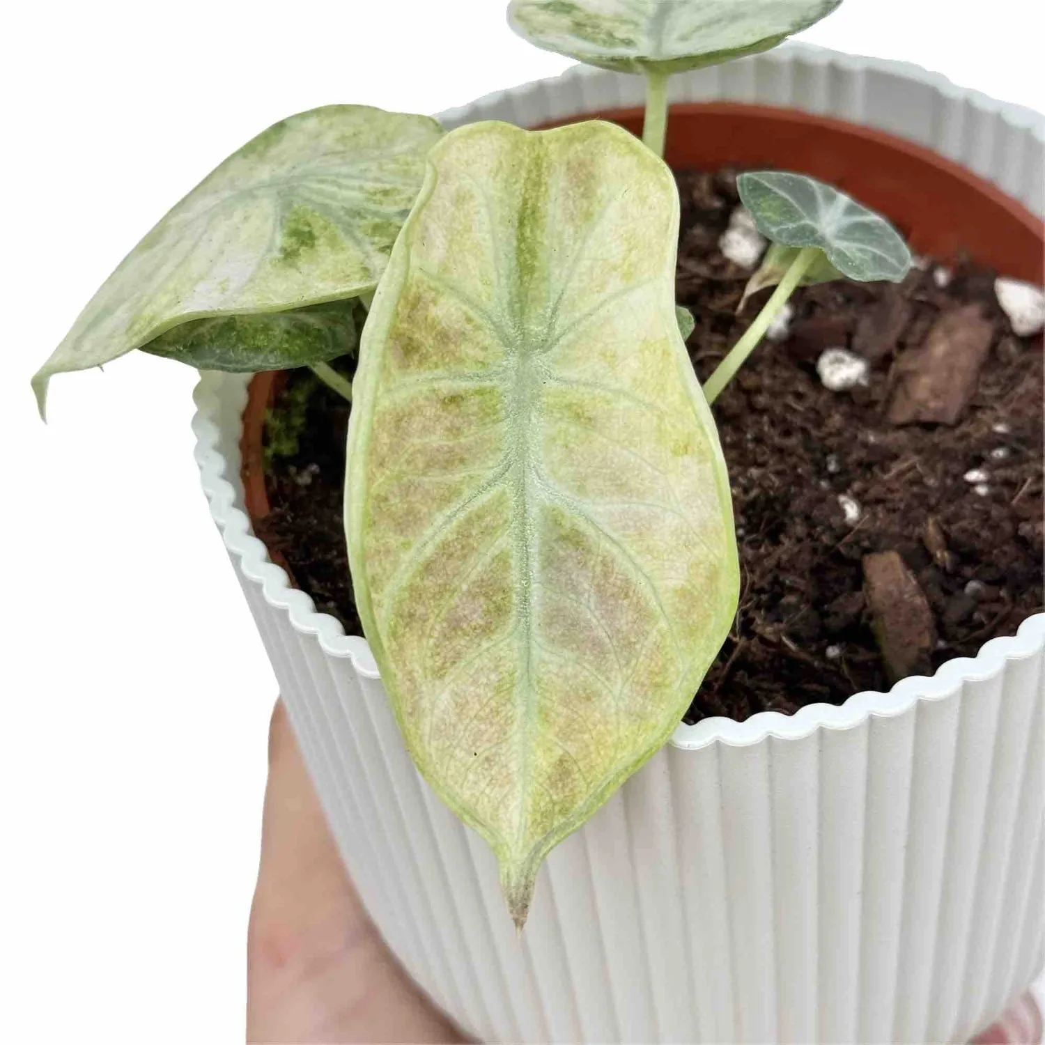 Plant and Stories Alocasia Ninja Tricolor plante pot 6 cm panachée