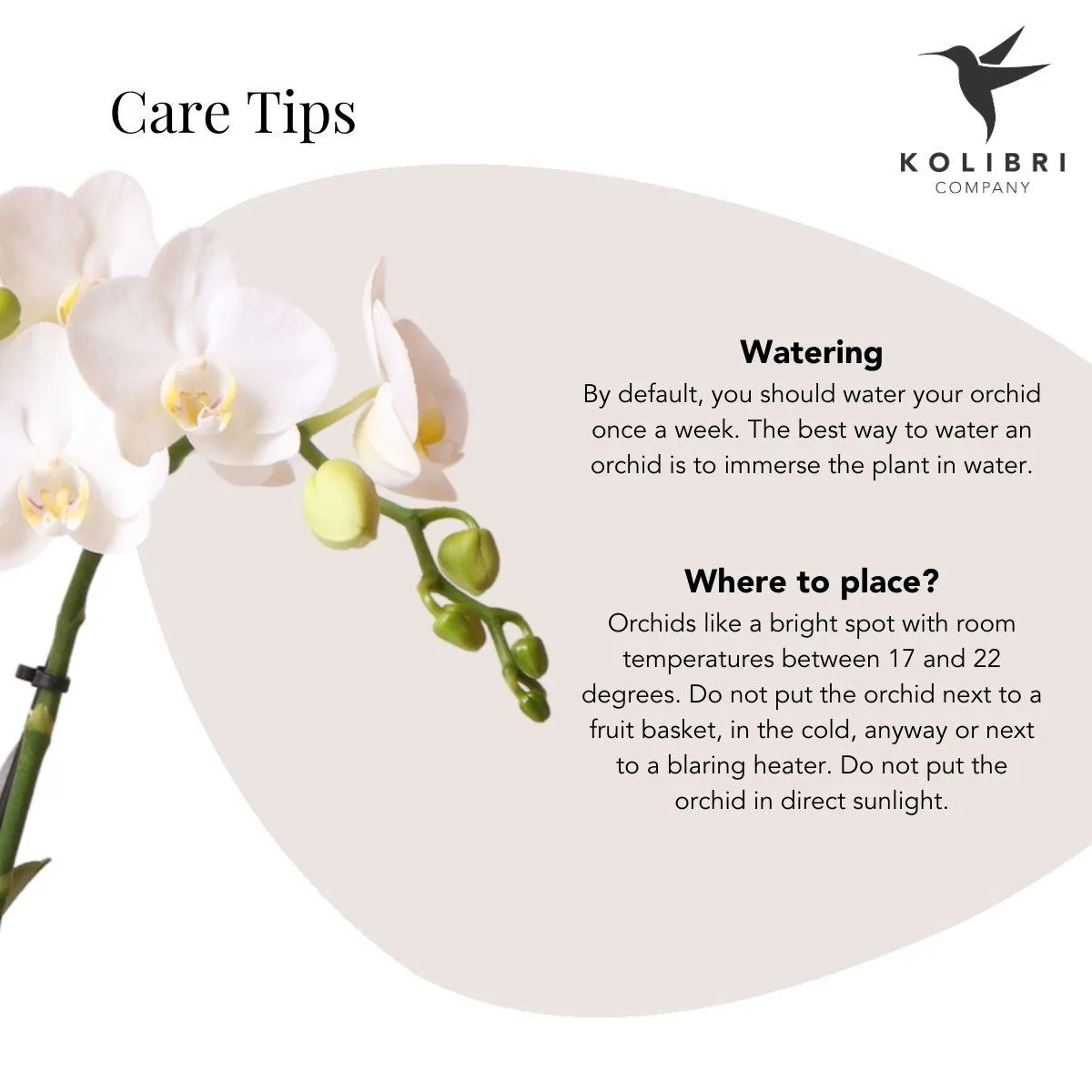 Plant and Stories orchidée Phalaenopsis blanche 9cm doré 40cm