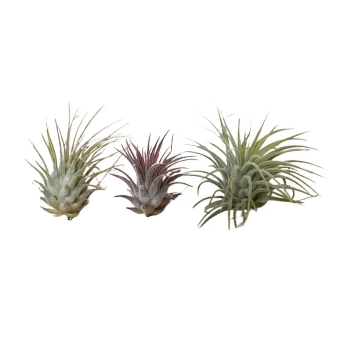 Airplantshop Ionantha plantes aériennes x3 3cm