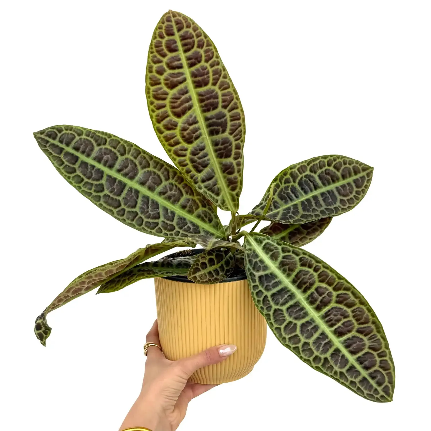 Plant and Stories Labisia Turtle Back plante d'intérieur pot 9cm feuillage texturé