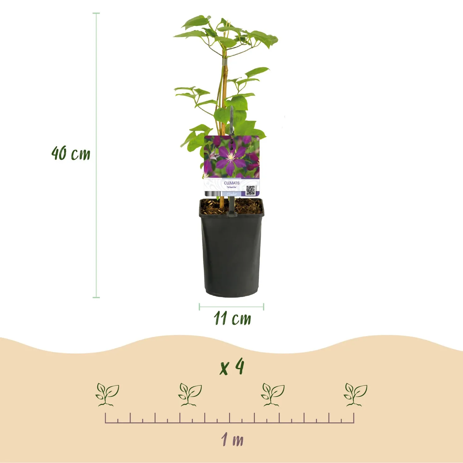 Plant and Stories Mikelite clématite grimpante 2 plants