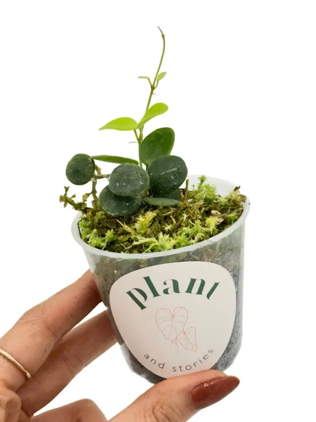 Plant and Stories Serpens hoya plante d'intérieur pot 6 cm