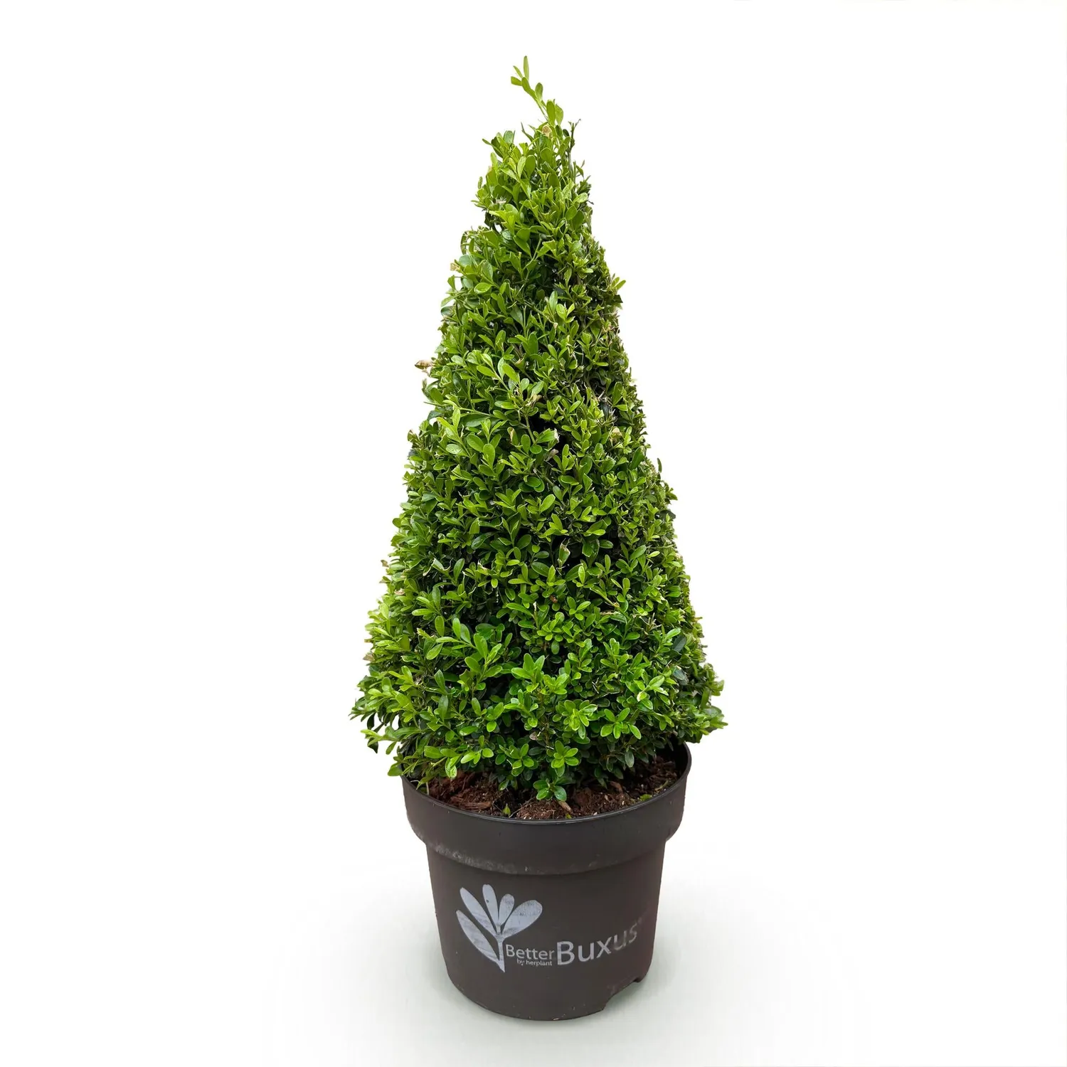 Plant and Stories BetterBuxus Skylight buis pyramide pot 23cm