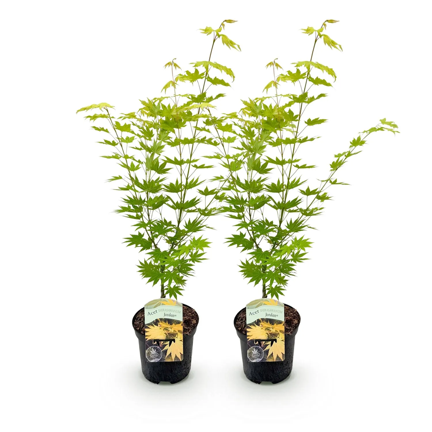 Plant and Stories Jordan érable du Japon pot 19 cm