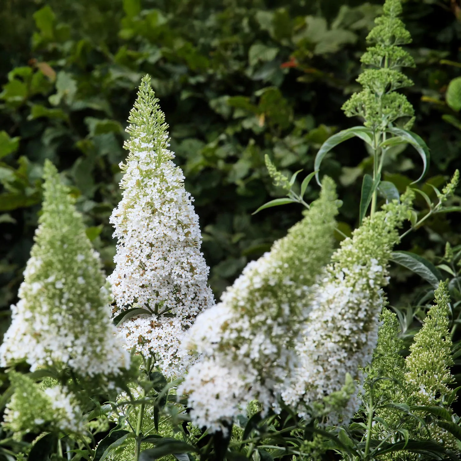 Plant and Stories Buddleja White Profusion arbuste pot 17 cm mellifère