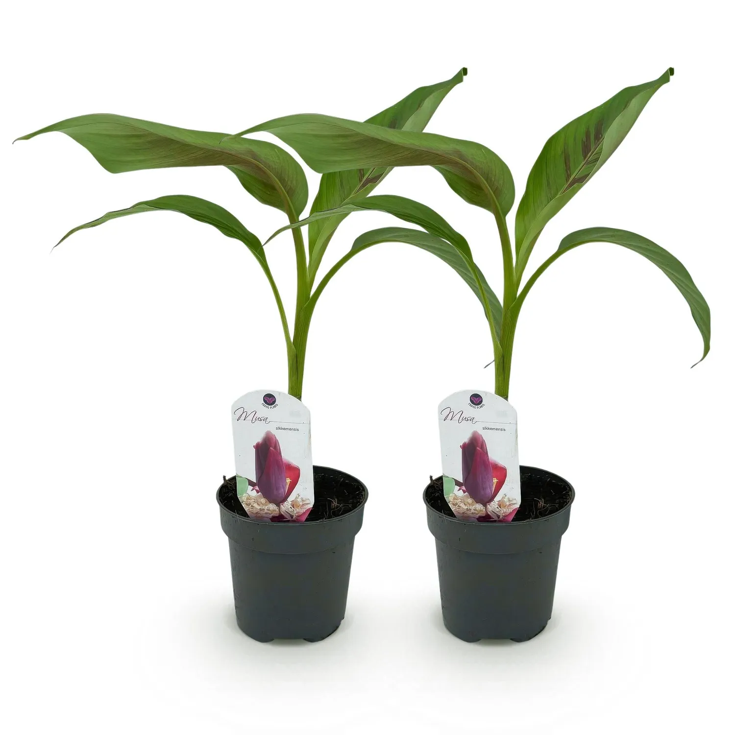 Plant and Stories Musa Red Tiger bananier 2 plants pot 12 cm feuille rouge
