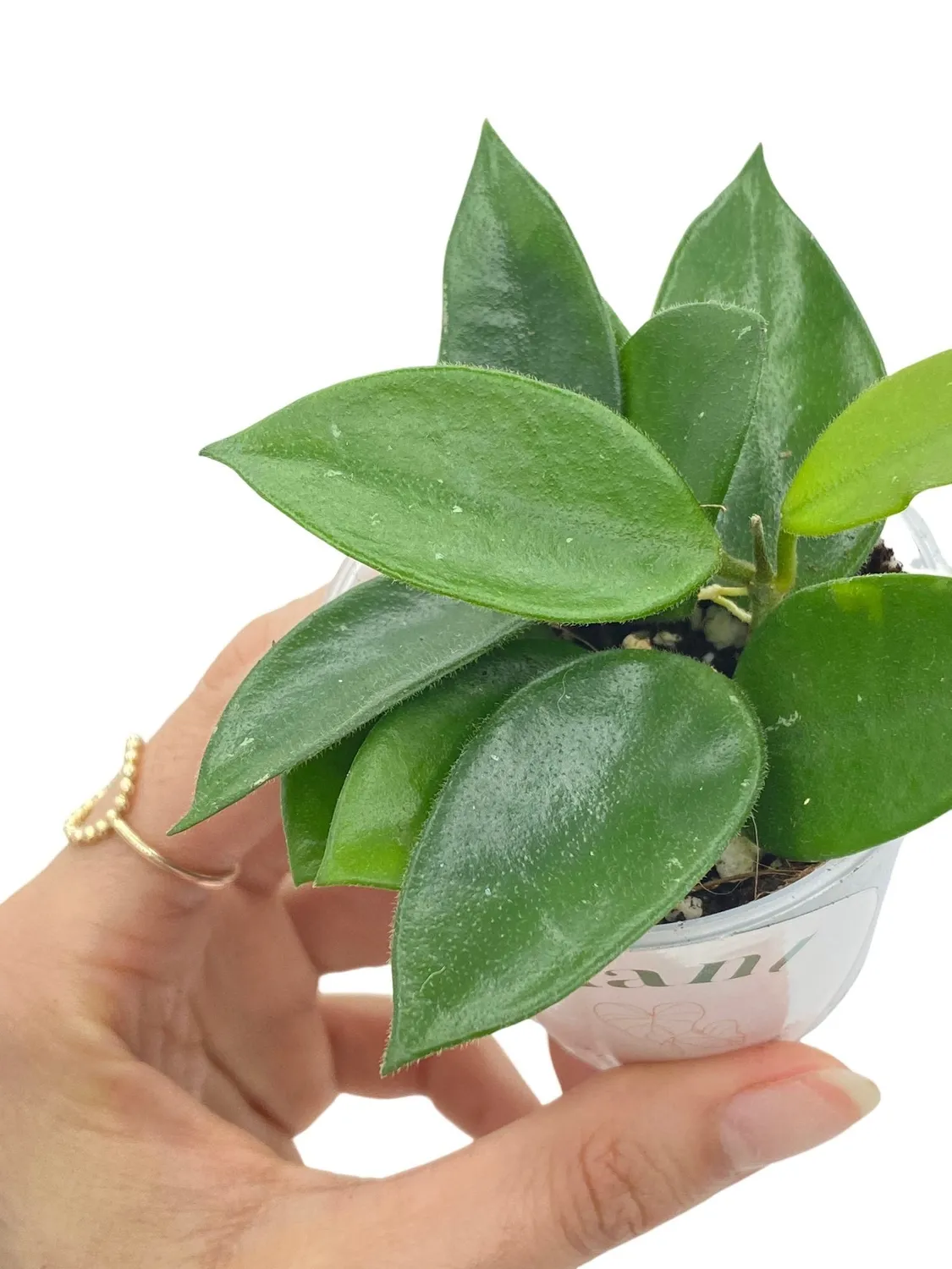 Plant and Stories Hoya Chouke plante pot 6 cm veloutée