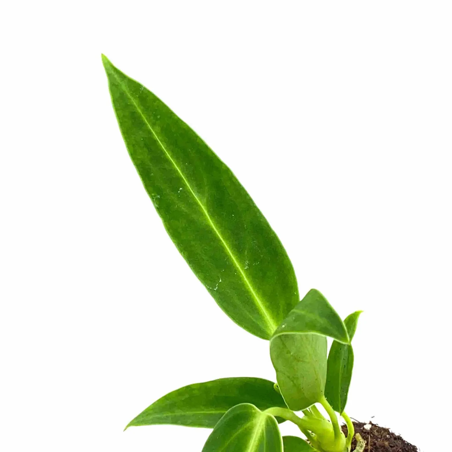 Plant and Stories Warocqueanum anthurium velours pot 6 cm