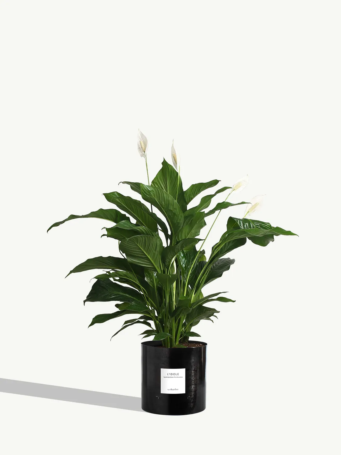 By Charlot L'Idole plante Spathiphyllum 125 cm avec pot XL