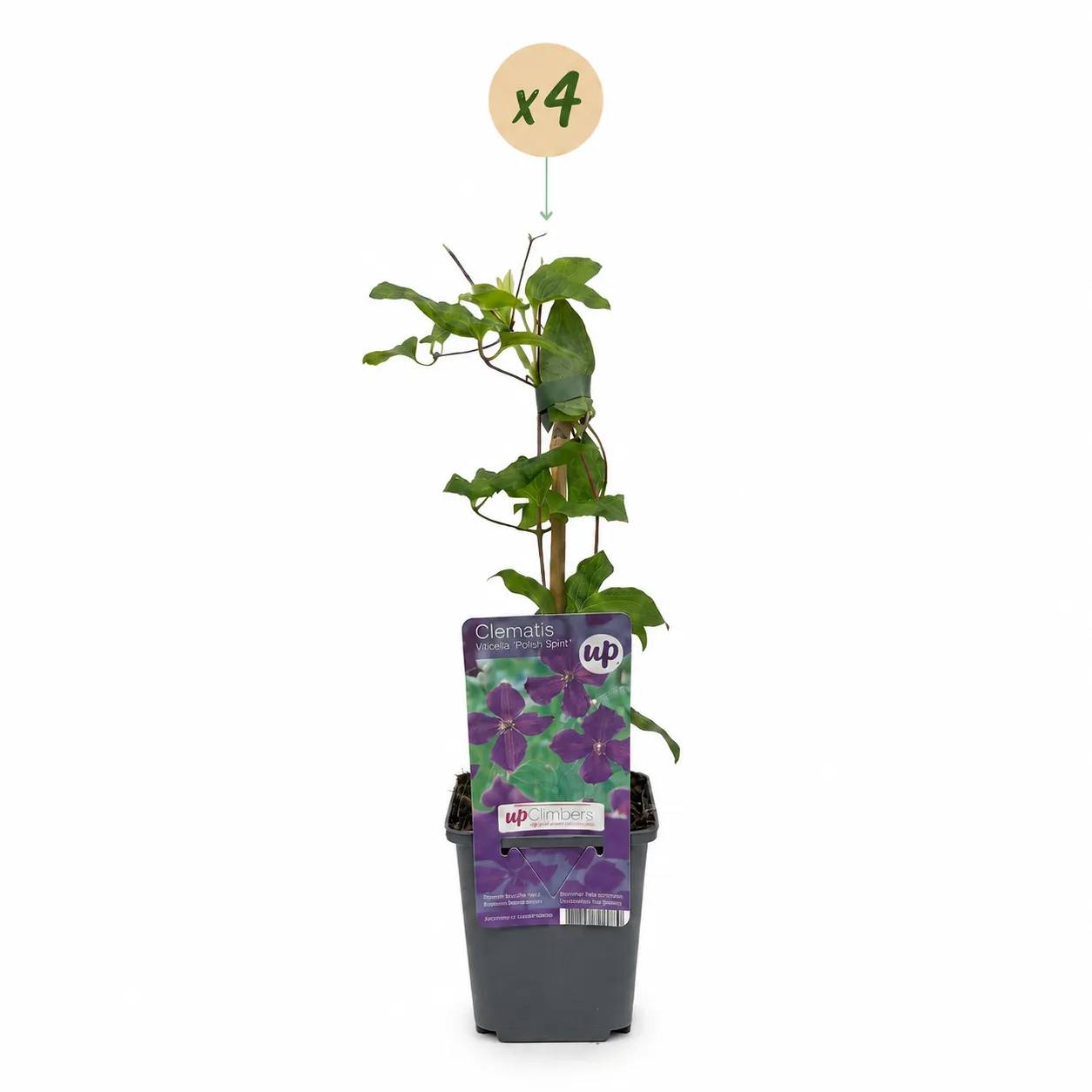 Plant and Stories Clématite Polish Spirit grimpante 4 plants violet