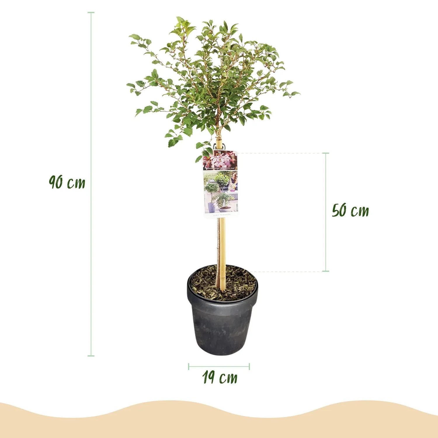 PLANT AND STORIES Prunus Koujou-no-mai cerisier 90 cm pot 19 cm