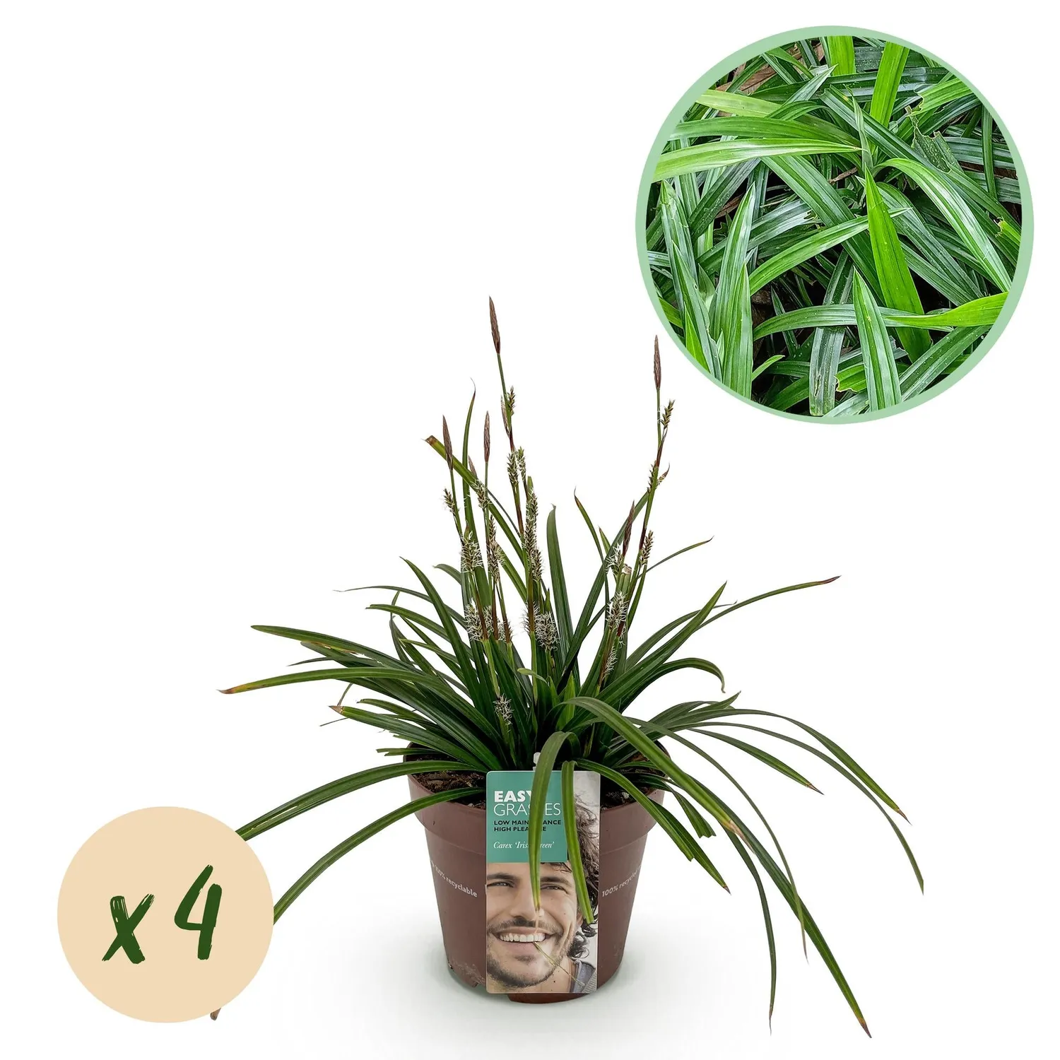 Plant and Stories Carex Irish Green graminée pot 17 cm 1 plant ombre
