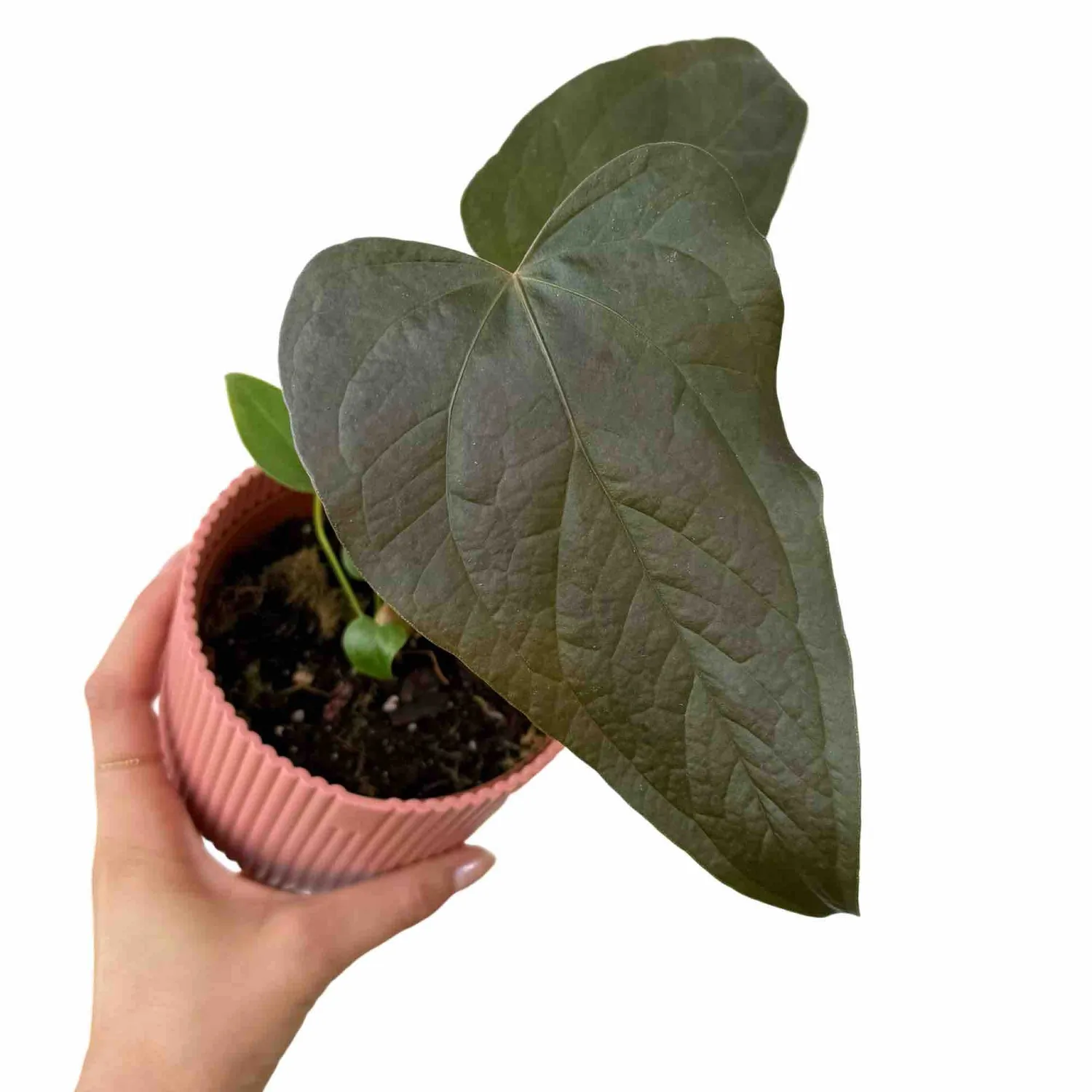 Plant and Stories Queen Of Hearts anthurium vert pot 6 cm