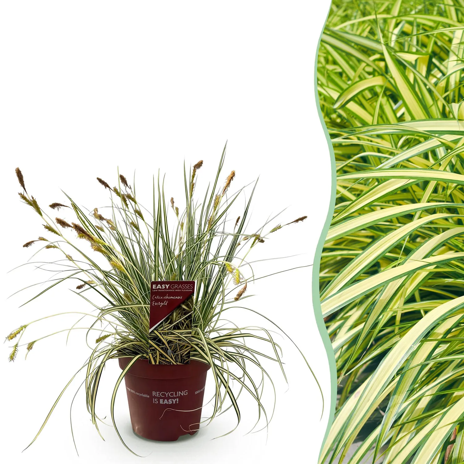 Plant and Stories Laîche Evergold Carex graminée pot 17cm 50cm