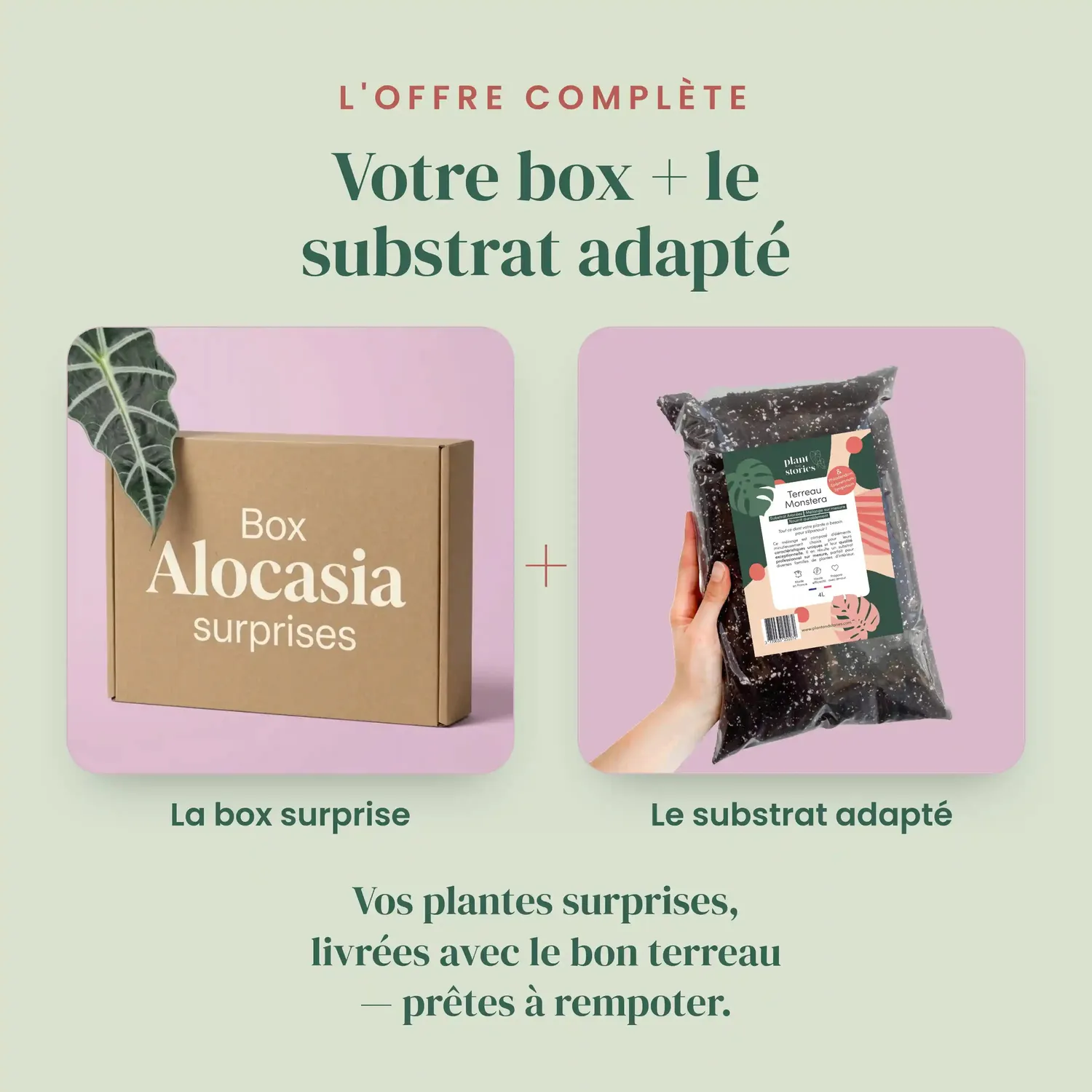 Plant and Stories Box Alocasia Mystère lot 3 plantes surprise