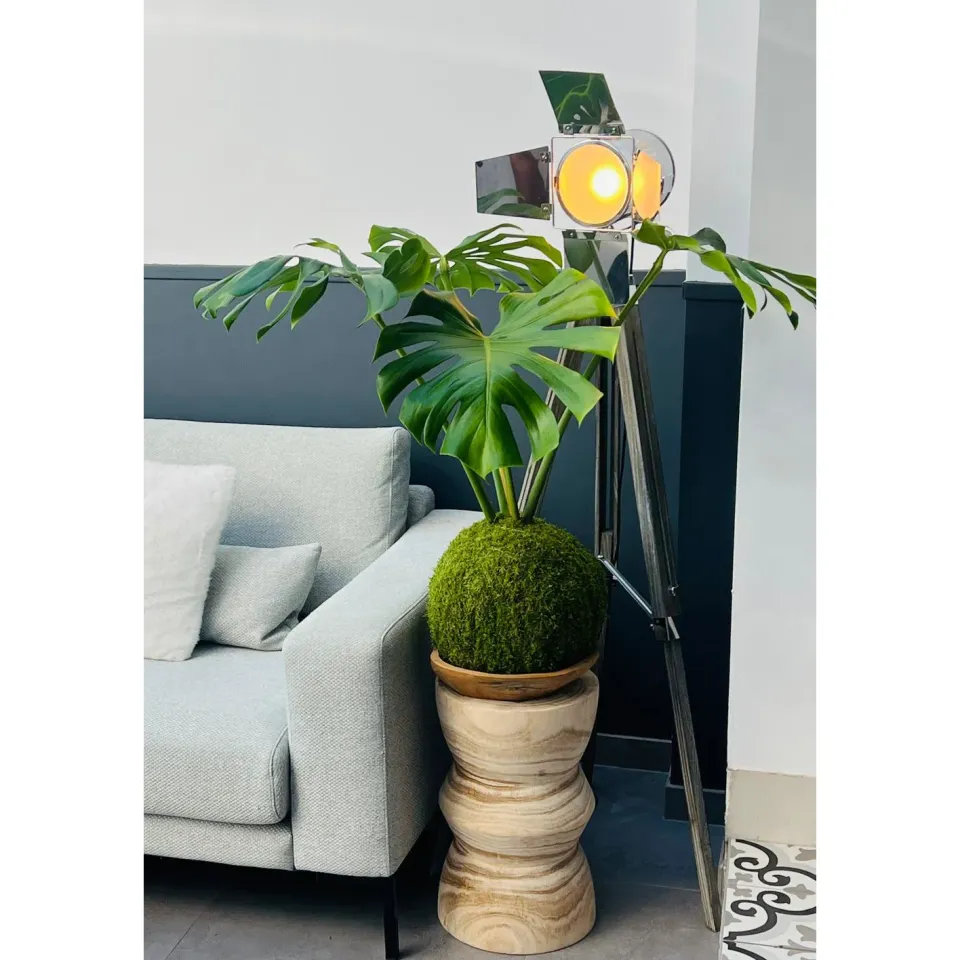 Oh My Green Monstera Deliciosa kokedama XXL tropical