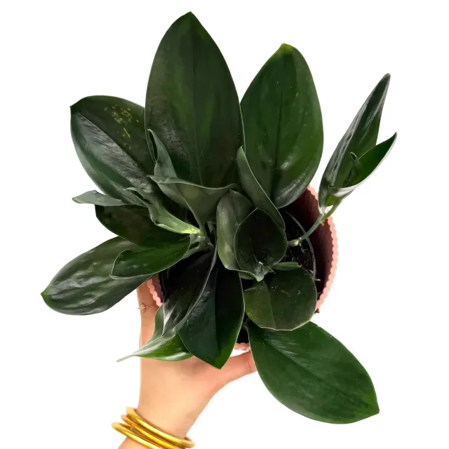 Plant and Stories Scindapsus Treubii Dark Form grimpante pot 12 cm
