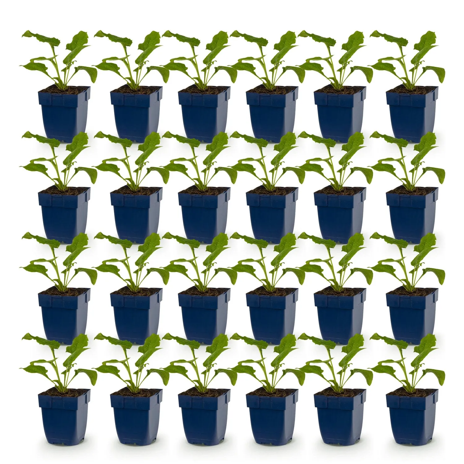 Plant and Stories Échinacée Magnus vivace pot 11cm lot 6 plants
