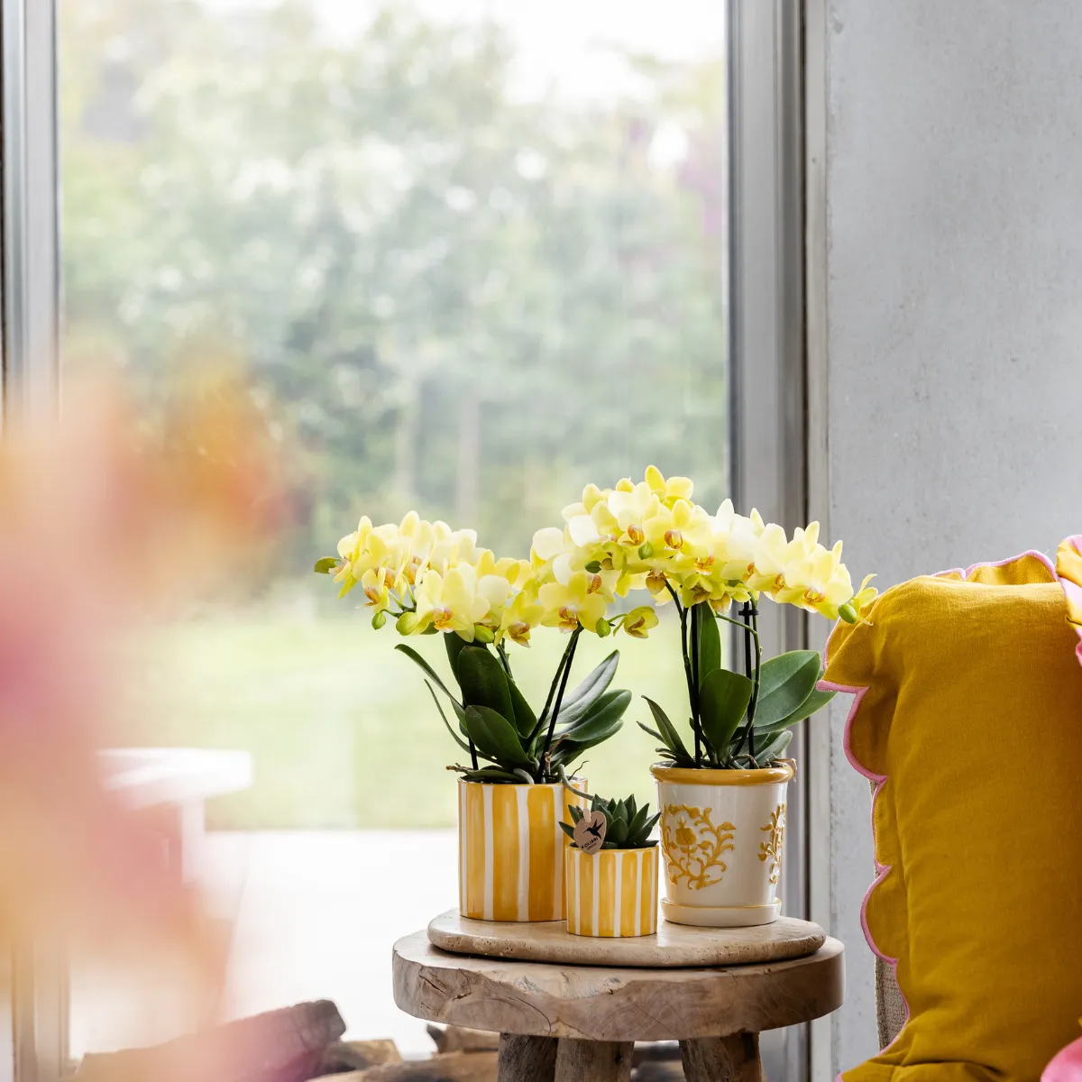 PLANT AND STORIES Phalaenopsis Albenga orchidée jaune pot 9 cm coffret