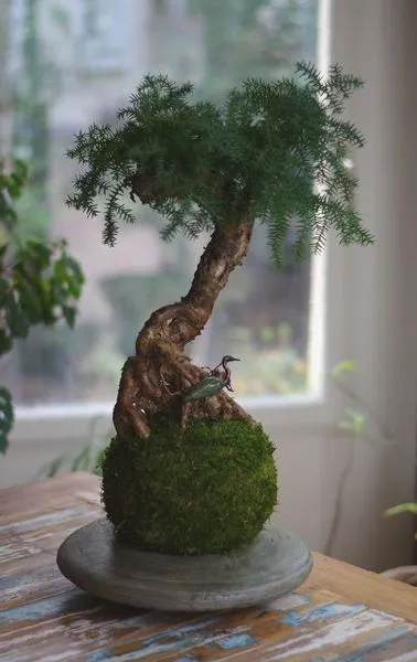 AQUAPHYTE Araucanie Go kokedama araucaria vert-gris