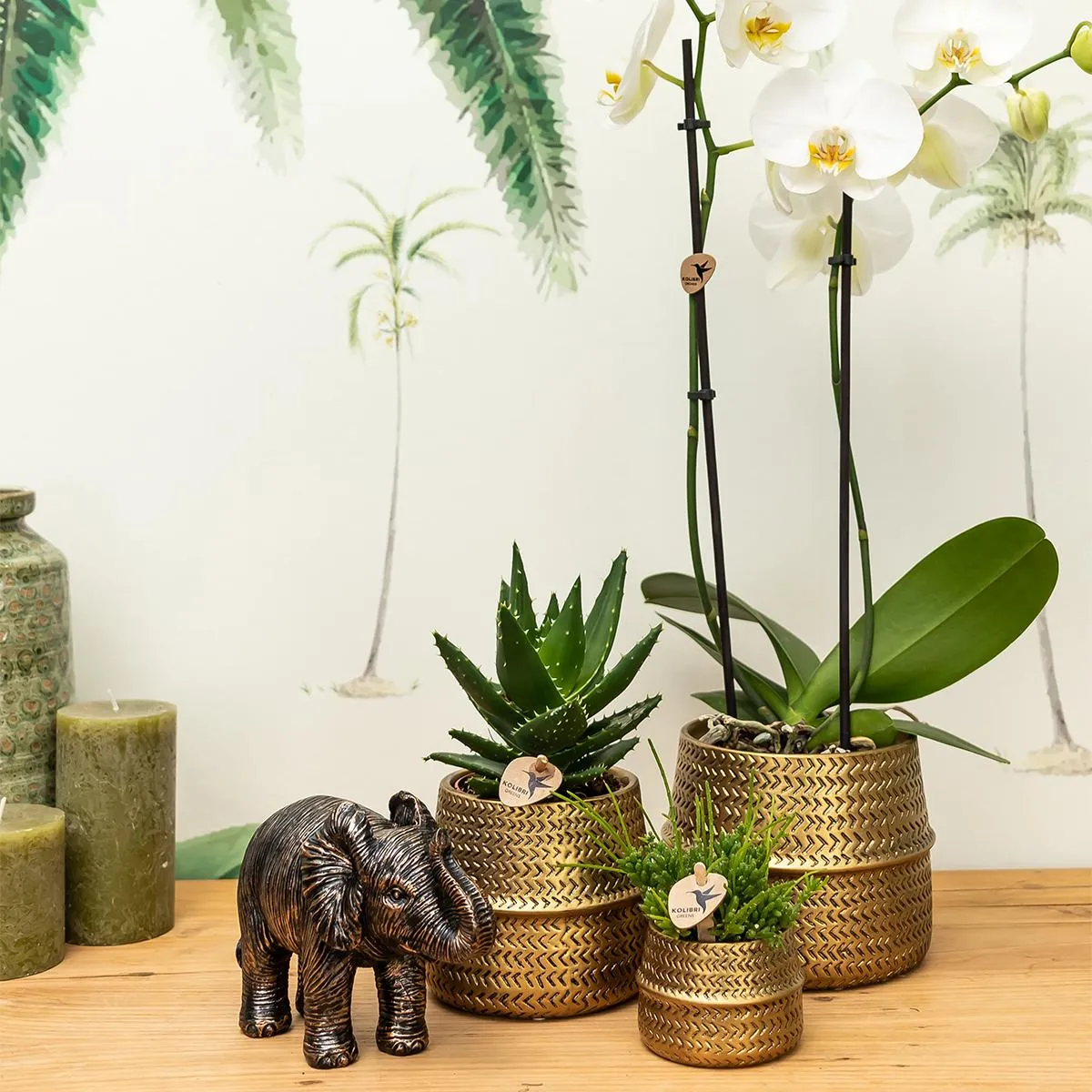 Plant and Stories Phalaenopsis blanche orchidée coffret 9 cm