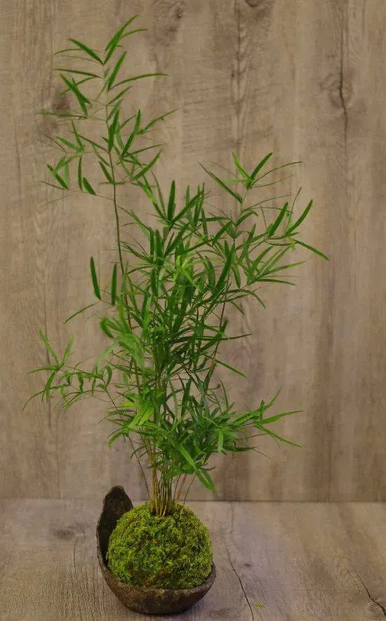 Aquaphyte Kokedama Mélanésie San plante vivante 14 cm