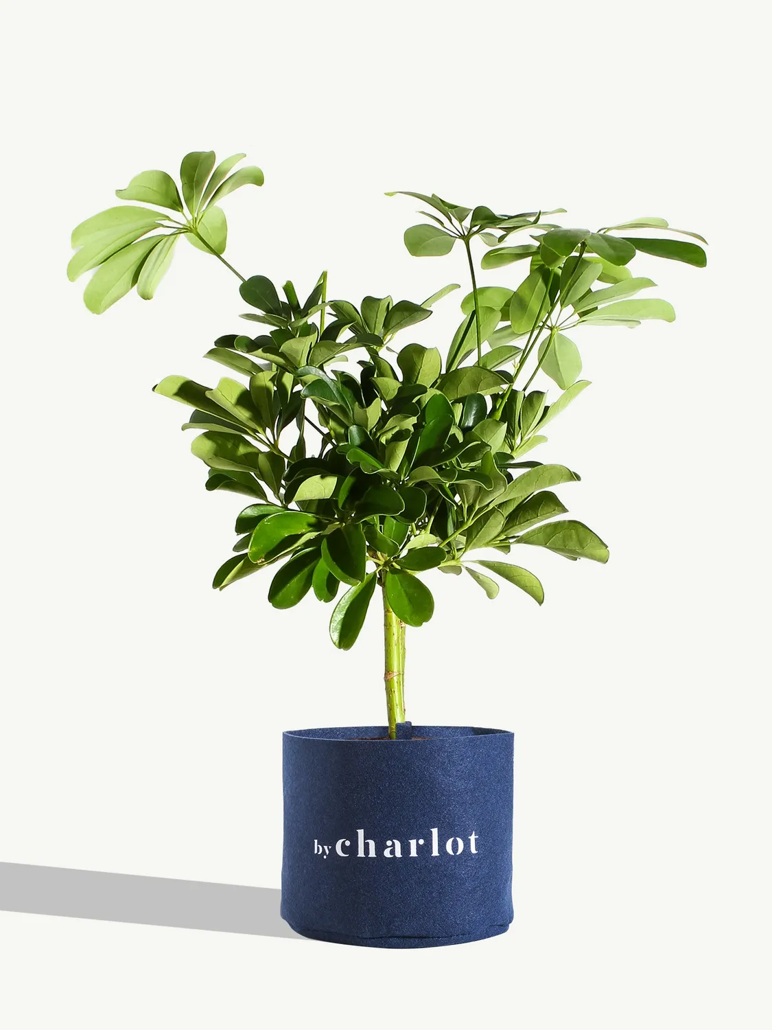 By Charlot La Pétillante plante schefflera 45 cm lumineuse