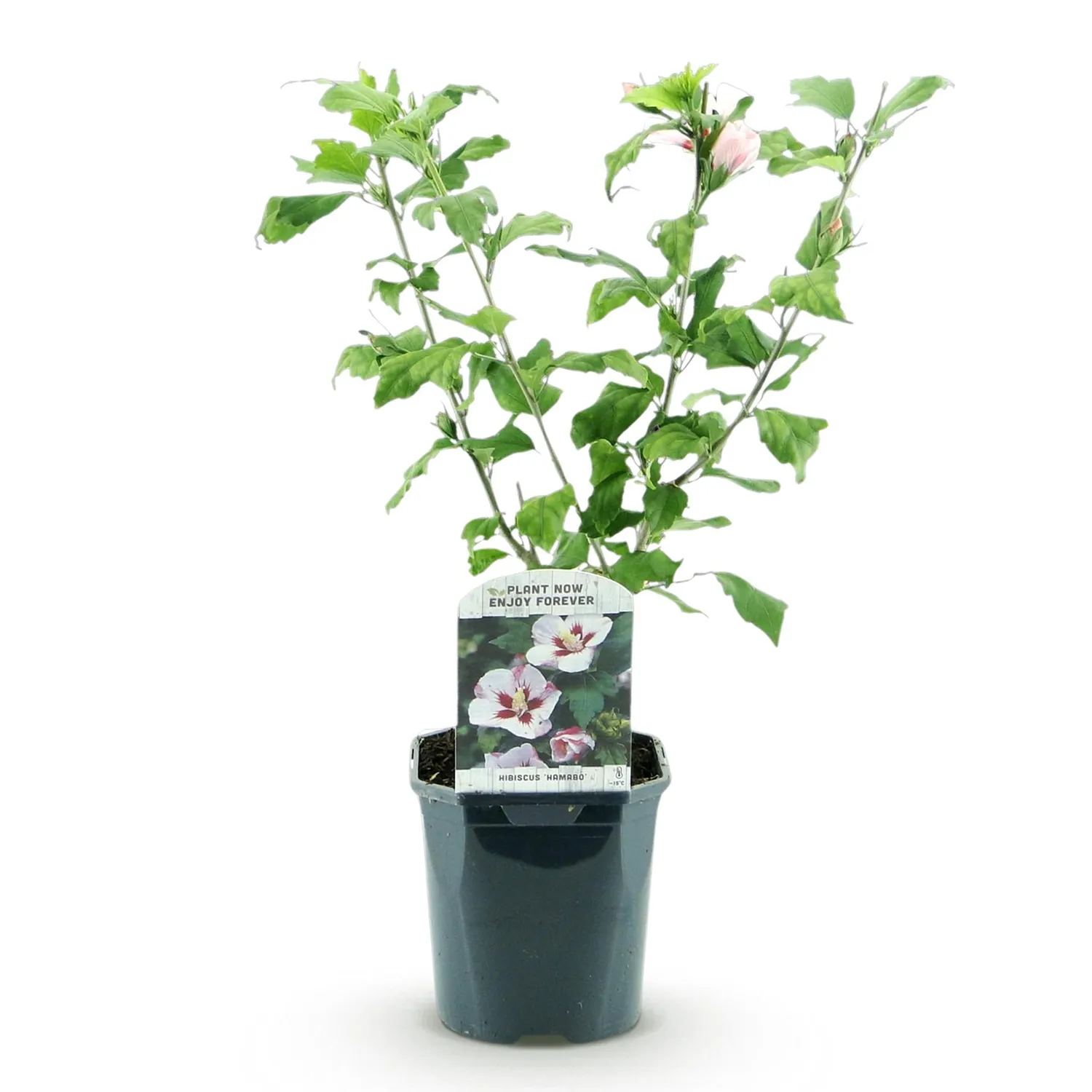 Plant and Stories Hibiscus Hamabo arbuste pot 17 cm 45 cm fleurs blanches