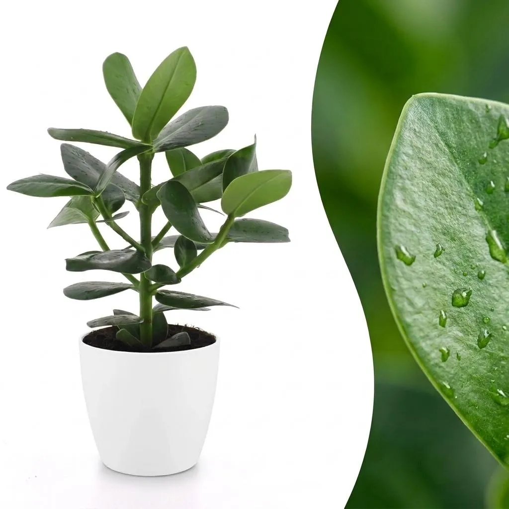 Plant and Stories Clusia Princess plante pot 12 cm épaisse
