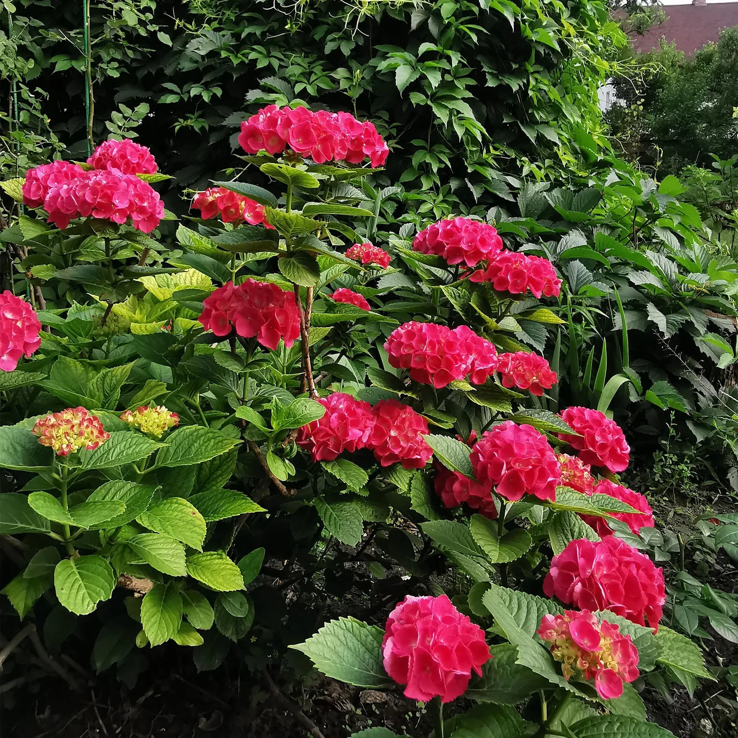 Plant and Stories Hortensia Macrophylla arbuste 1 plante rouge