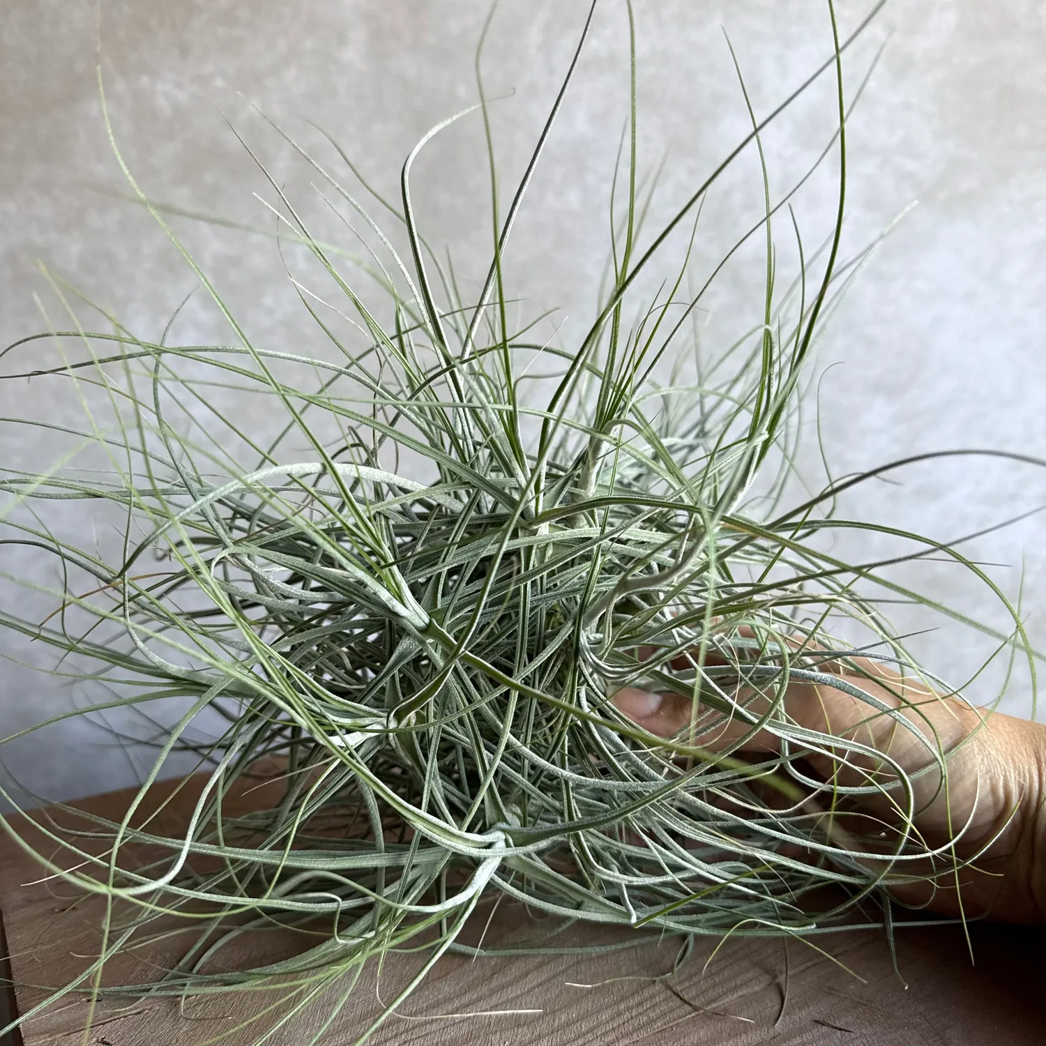 Airplantshop Schiedeana XXL tillandsia 20 cm désert