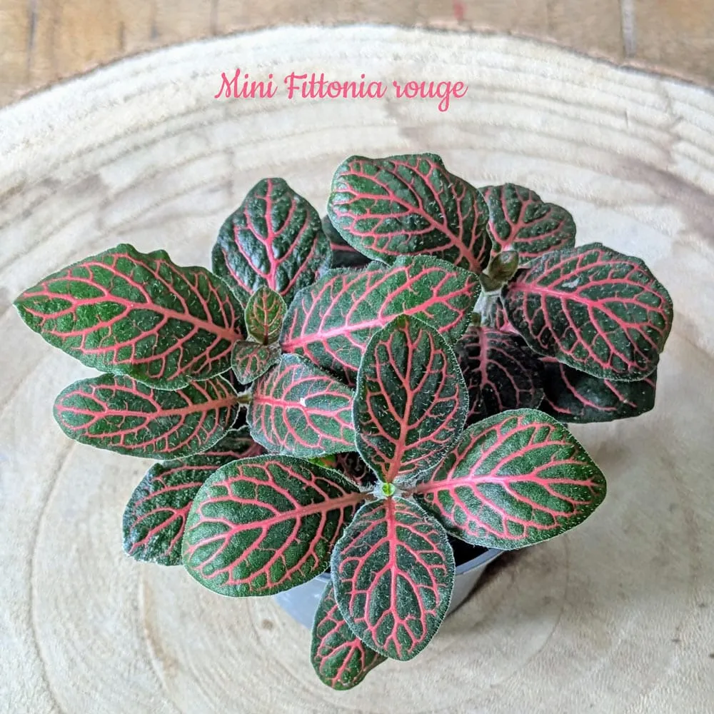 Réconciliation Végétale recharge terrarium petit modèle 1 plante