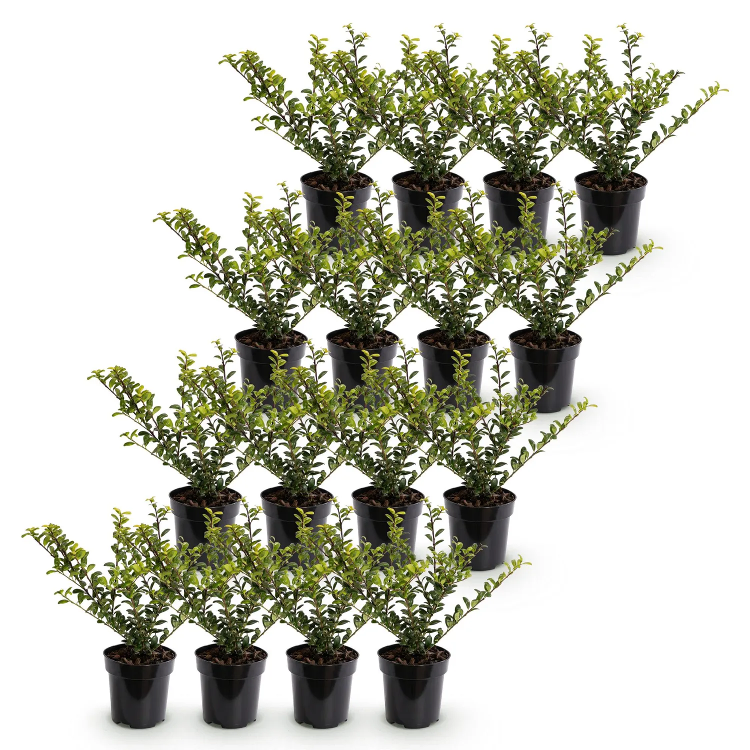 Plant and Stories Golden Gem houx crenele 8 plants persistant
