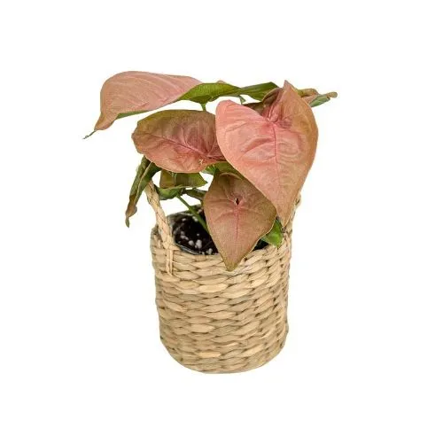 Plant and Stories mini cache-pot osier tressé 6-8 cm