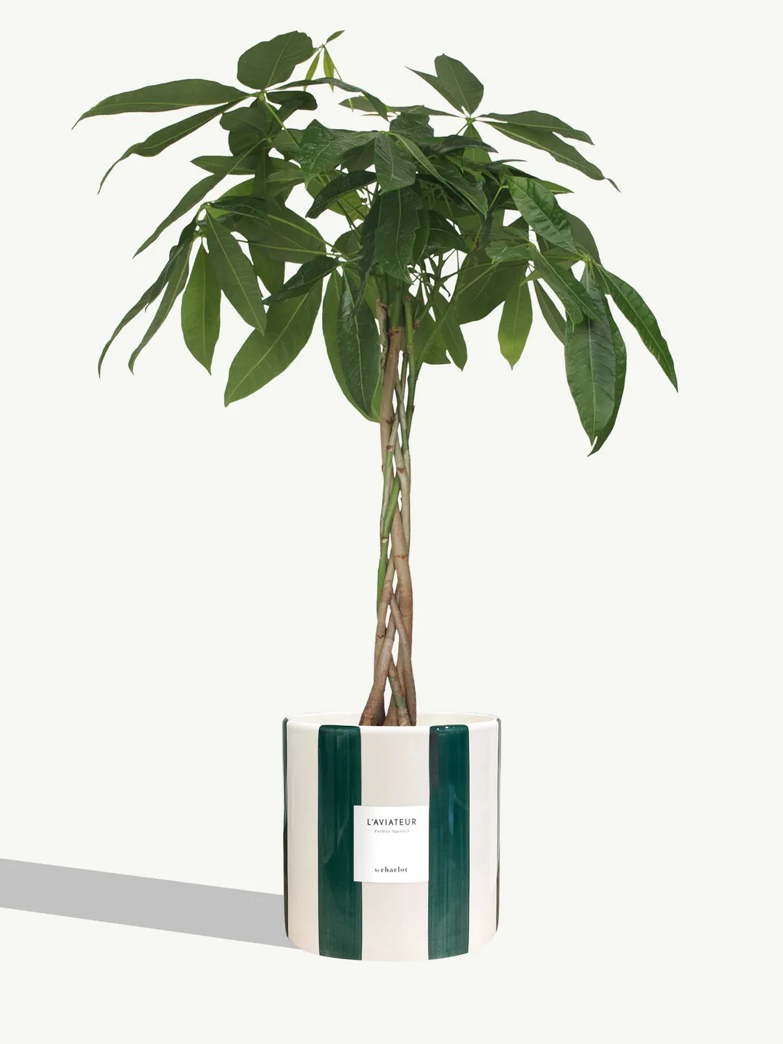 By Charlot L'Aviateur grande plante verte L+ 100 cm