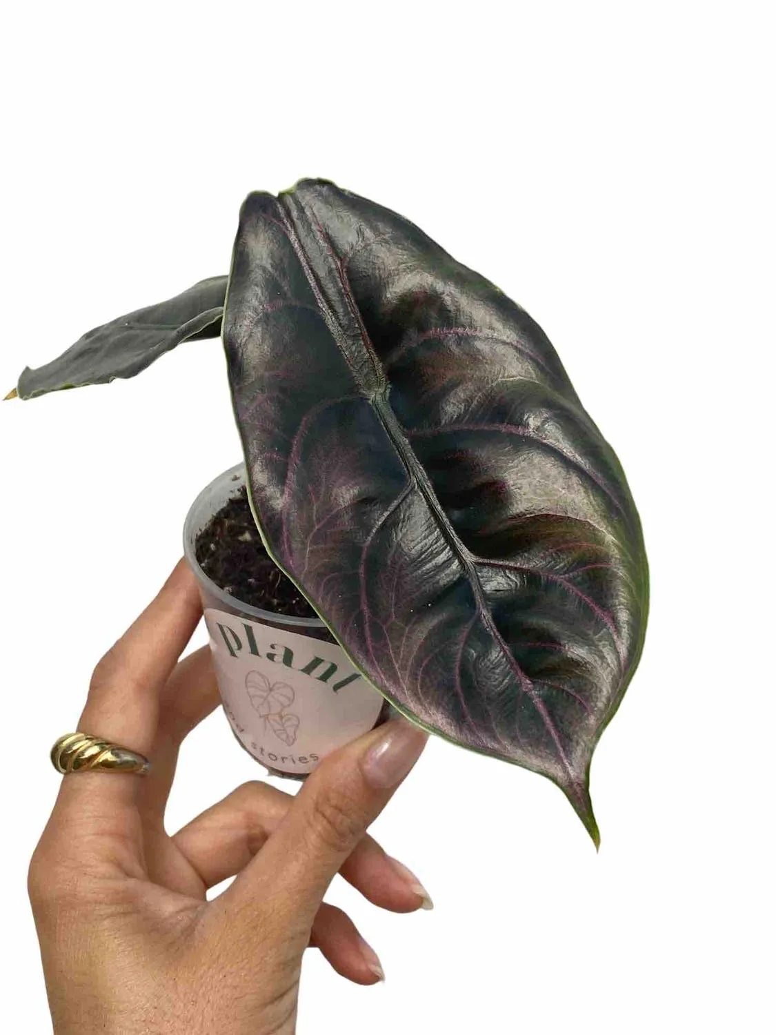 Plant and Stories Azlanii alocasia pot 6 cm