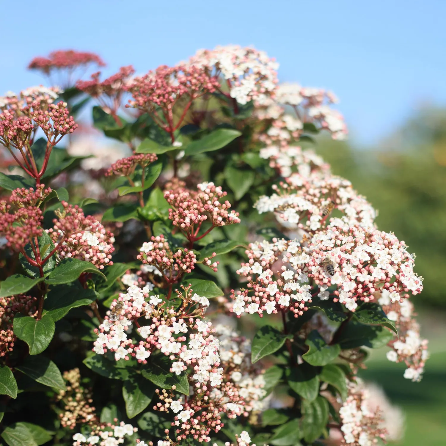 Plant and Stories Viorne Viburnum arbuste fleuri pot 19 cm 90 cm parfumé