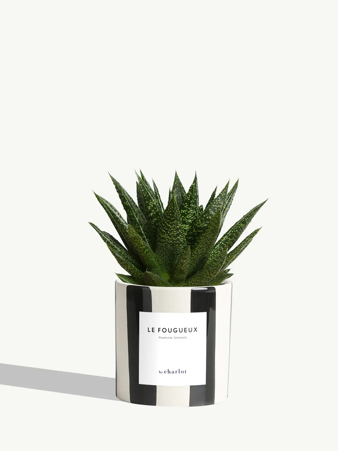 By Charlot Le Fougueux gasteria succulente pot 10 cm